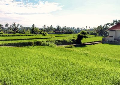 Campuhan Ridge, Bali