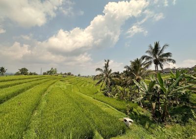 Jatiluwih Rice Terraces, Bali