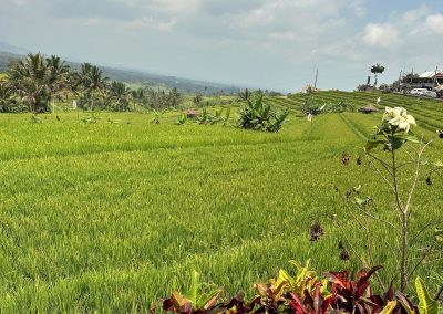 Jatiluwih Rice Terraces, Bali