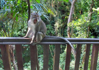 Monkey Forest, Ubud, Bali