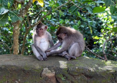 Monkey Forest, Ubud, Bali