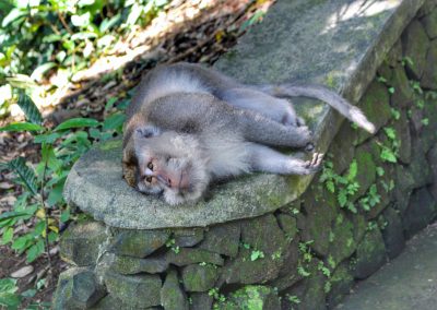 Monkey Forest, Ubud, Bali