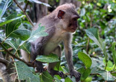 Monkey Forest, Ubud, Bali