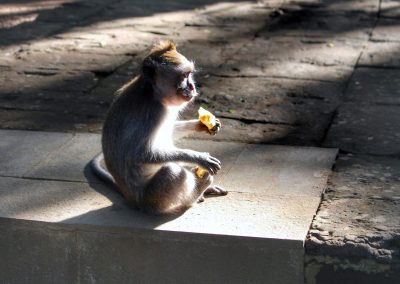 Monkey Forest, Ubud, Bali