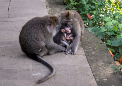 Monkey Forest, Ubud, Bali