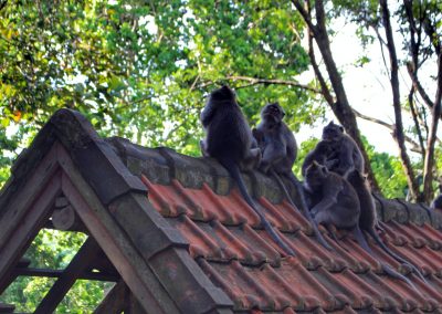 Monkey Forest, Ubud, Bali