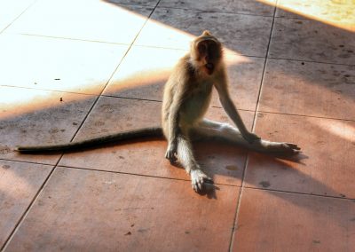 Monkey Forest, Ubud, Bali