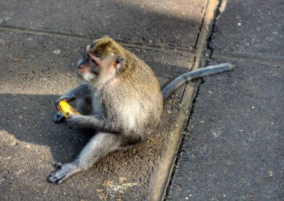 Monkey Forest, Ubud, Bali