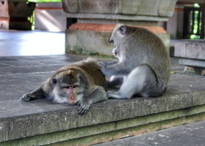 Monkey Forest, Ubud, Bali