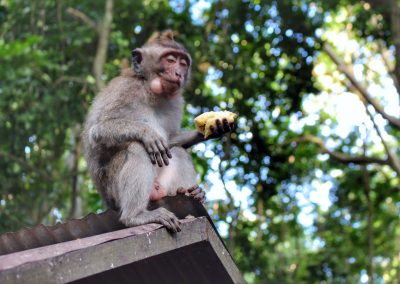 Monkey Forest, Ubud, Bali