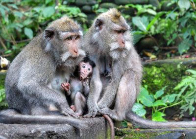 Monkey Forest, Ubud, Bali