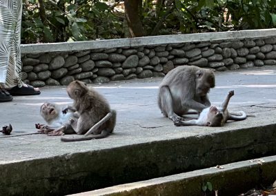 Monkey Forest, Ubud, Bali