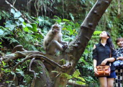 Monkey Forest, Ubud, Bali