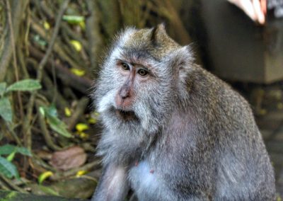 Monkey Forest, Ubud, Bali