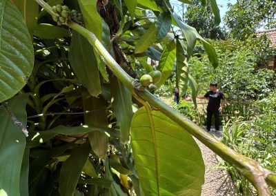 Pemulan Bali Coffee Plantation