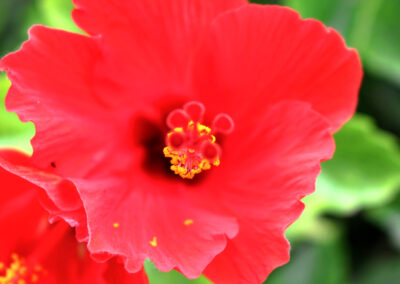 Hibiscus flower - Kailua-Kona, Hawaii Island