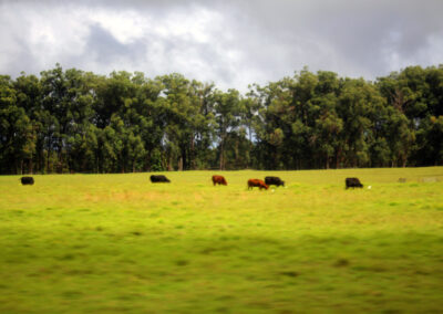 Parker Ranch, Hawaii Island