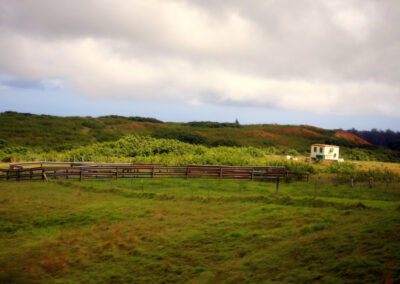 Parker Ranch, Hawaii Island