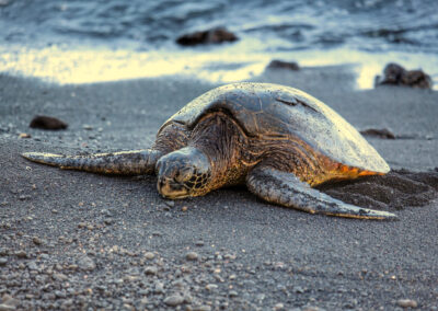 Punaluu Black Sand Beach, Hawaii Island