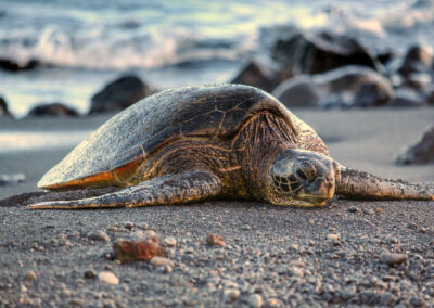 Punaluu Black Sand Beach, Hawaii Island