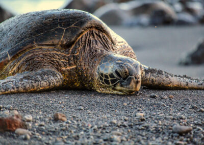 Punaluu Black Sand Beach, Hawaii Island