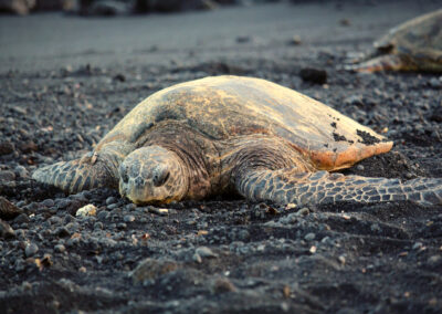 Punaluu Black Sand Beach, Hawaii Island