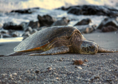 Punaluu Black Sand Beach, Hawaii Island