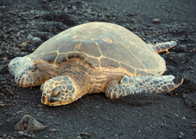 Punaluu Black Sand Beach, Hawaii Island