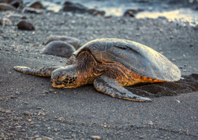 Punaluu Black Sand Beach, Hawaii Island