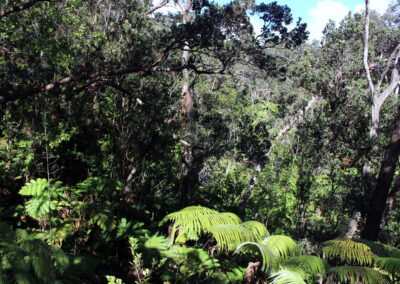 Thurston Lava Tube, Hawaii Island