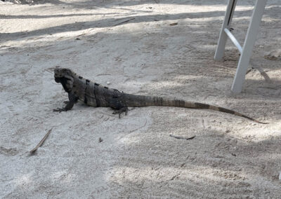 Playa Holbox, Holbox