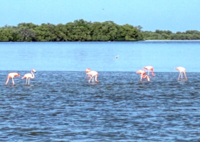 Three Island Tour, Holbox