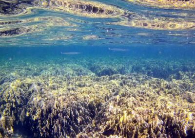 Snorkel Trips, Ko Lipe