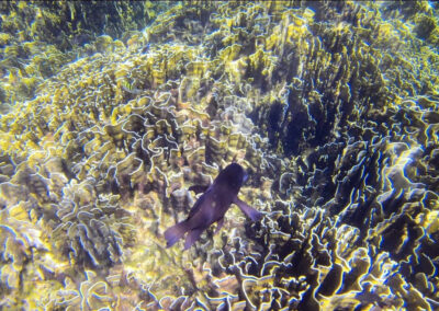 Snorkel Trips, Ko Lipe