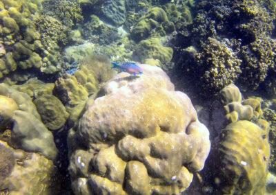 Snorkel Trips, Ko Lipe