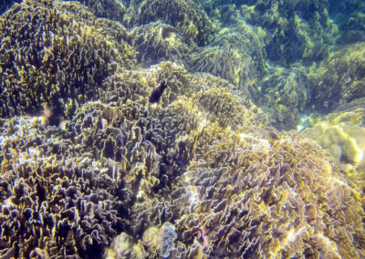 Snorkel Trips, Ko Lipe