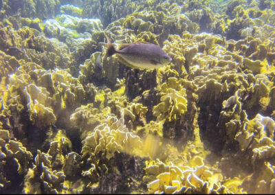 Snorkel Trips, Ko Lipe