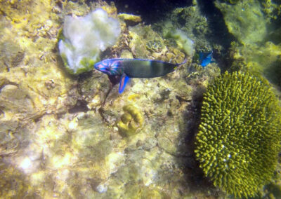 Snorkel Trips, Ko Lipe