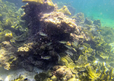 Snorkel Trips, Ko Lipe