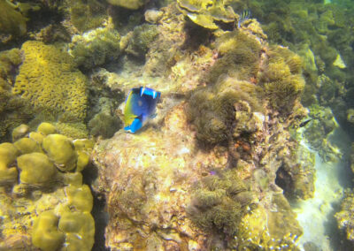 Snorkel Trips, Ko Lipe