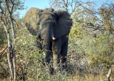 Elephant - Greater Kruger National Park, South Africa