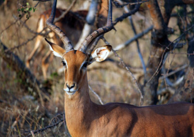 Impala - Greater Kruger National Park, South Africa