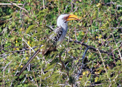 Bird - Greater Kruger National Park, South Africa