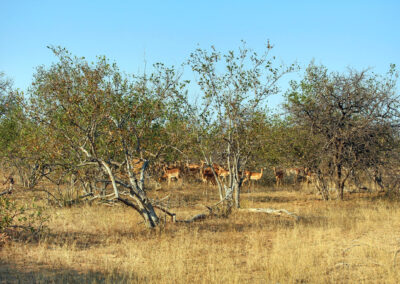 Impalas - Greater Kruger National Park, South Africa