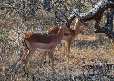 Impalas - Greater Kruger National Park, South Africa