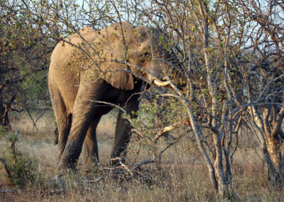 Elephant - Greater Kruger National Park, South Africa