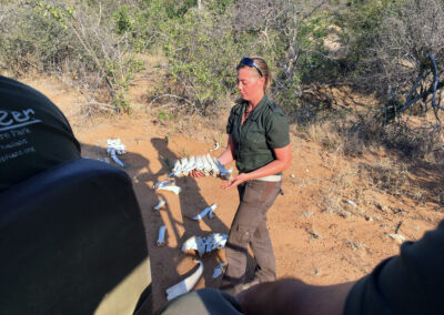 Animal skeleton - Greater Kruger National Park, South Africa