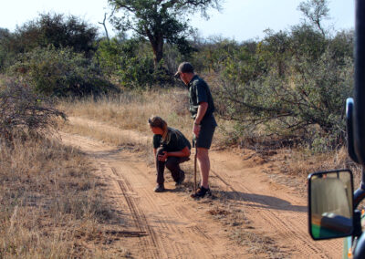 Search for traces - Greater Kruger National Park, South Africa