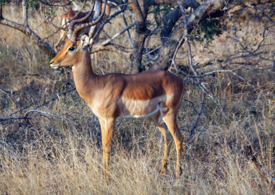 Impala - Greater Kruger National Park, South Africa