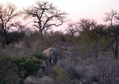 Elephant - Greater Kruger National Park, South Africa